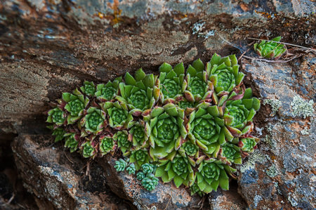 Sempervivum, the evergreen, perennial succulent or succulent in the family Crassulaceae.
