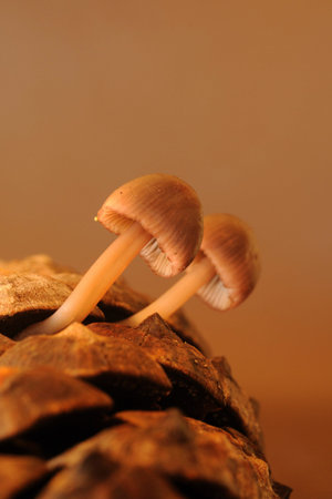 Mushrooms are a group of fungi with sporocarps, or fruiting bodies in the shape of an umbrella.
