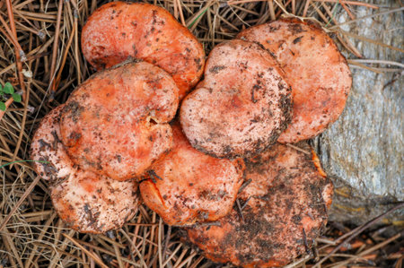 Lactarius deliciosus - chanterelle, chanterelle, is an edible basidiomycete mushroom, of the Russulaceae family.の写真素材