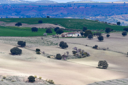 Landscape of the cereal pasture of the Eastern Mountains - Granada