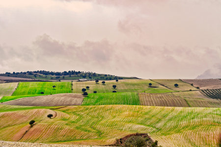 Landscape of the cereal pasture of the Eastern Mountains - Granada
