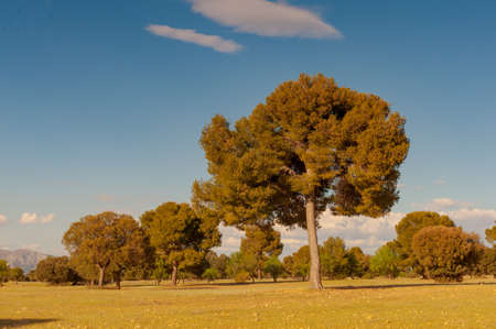 Last steppes in the fields of Granadaの写真素材