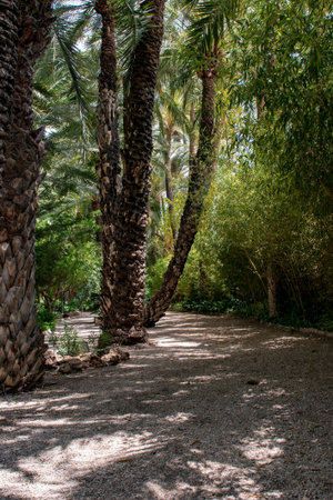 Palm trees on the promenade in the garden