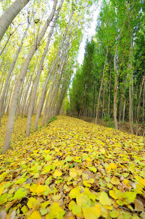 Poplar forest in Alameda in the Fardes river valleyの写真素材