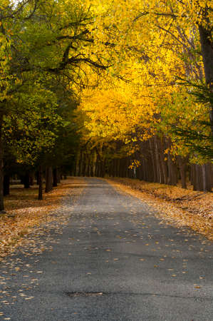 Poplar forest in Alameda in the Fardes river valleyの写真素材