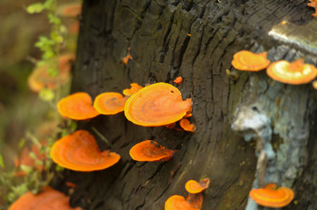 Fungi population scattered on the surface of a log.