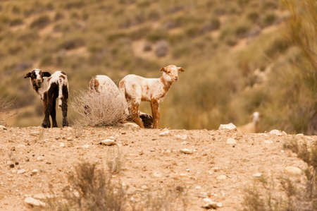 Ovis orientalis aries - The sheep is a domestic quadruped mammal.の写真素材