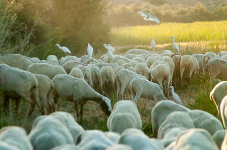 Ovis orientalis aries - The sheep is a domestic quadruped mammal.の写真素材