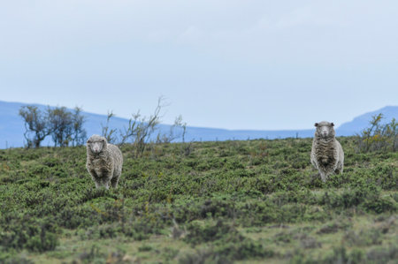 Ovis orientalis aries - The sheep is a hoofed, quadruped mammal.の写真素材