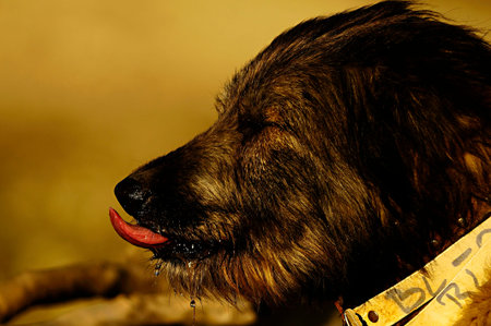 The dog, called the domestic dog or can