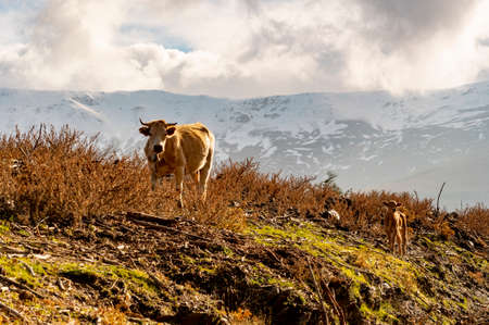 The cow - an artiodactyl mammal of the bovidae family.の写真素材