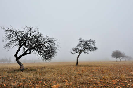 A tree is a plant with a woody stem that branches off at a certain height from the ground.の写真素材