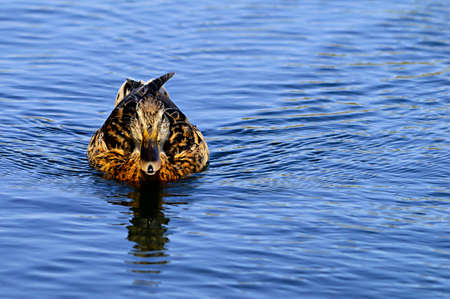 Birds in freedom and in their environment.の写真素材