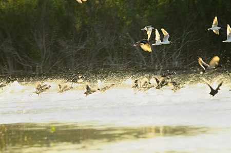 Birds in freedom and in their environment.