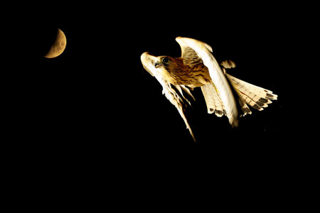 Birds in freedom and in their environment.の写真素材