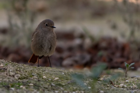 Birds in freedom and in their environment.の写真素材