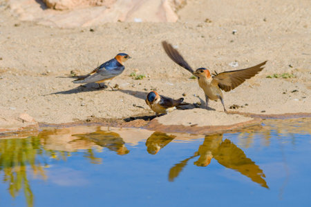Birds in freedom and in their environment.