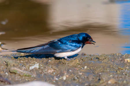 Birds in freedom and in their environment.の写真素材