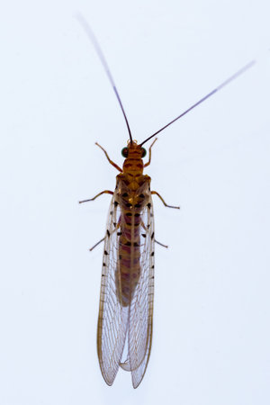 Neuroptera are an order of endopterygotic insects.