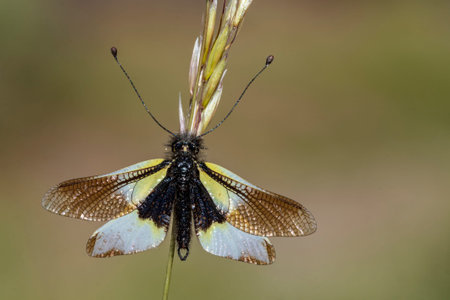 Neuroptera are an order of endopterygotic insects.