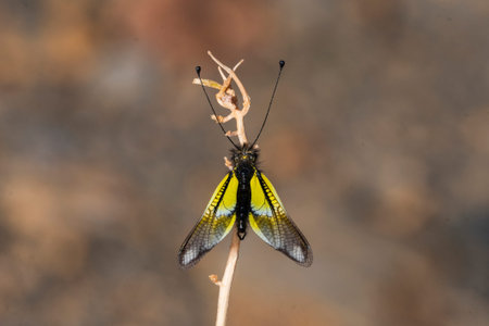 Neuroptera are an order of endopterygotic insects.