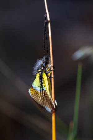 Neuroptera are an order of endopterygotic insects.