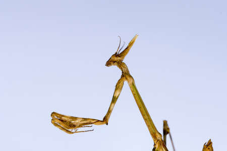 Neuroptera are an order of endopterygotic insects.の写真素材