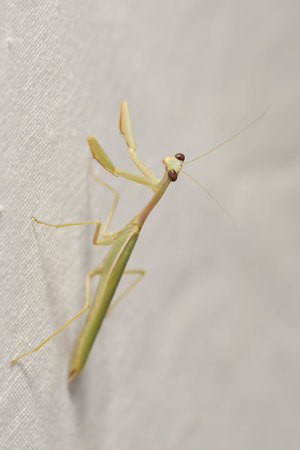 Neuroptera are an order of endopterygotic insects.