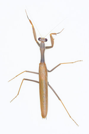 Neuroptera are an order of endopterygotic insects.