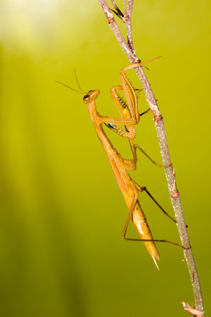 Neuroptera are an order of endopterygotic insects.