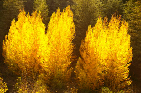 Typically autumnal landscape in the Andalusian fields.の写真素材