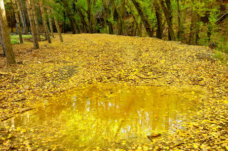 Typically autumnal landscape in the Andalusian fields.