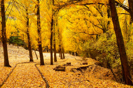 Typically autumnal landscape in the Andalusian fields.の写真素材
