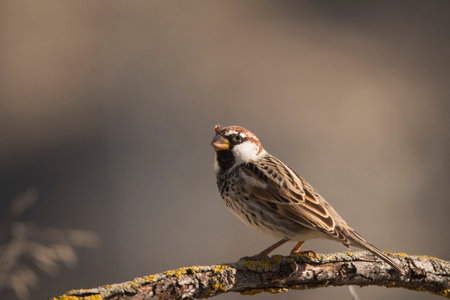 Birds in freedom and in their environment.の写真素材