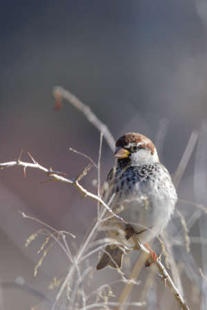 Wild birds in their environment and in the wild.の写真素材