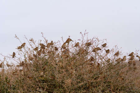 Wild birds in their environment and in the wild.の写真素材