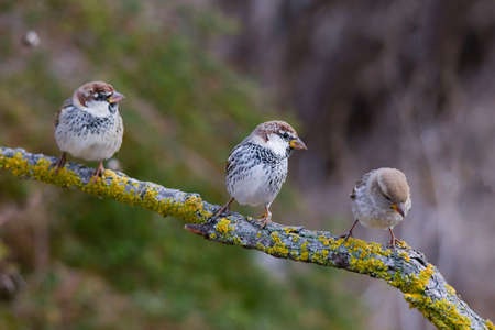 Wild birds in their environment and in the wild.の写真素材