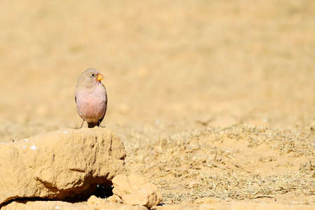 Wild birds in their environment and in the wild.の写真素材