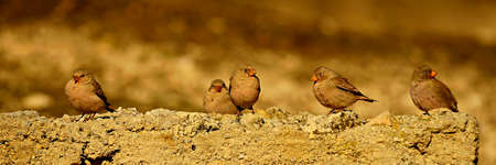 Wild birds in their environment and in the wild.の写真素材