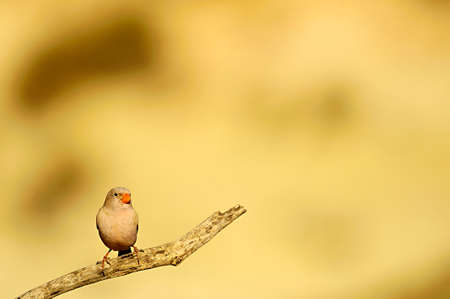 Wild birds in their environment and in the wild.の写真素材