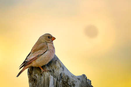 Wild birds in their environment and in the wild.の写真素材
