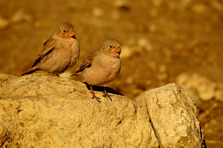 Wild birds in their environment and in the wild.