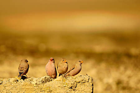 Wild birds in their environment and in the wild.の写真素材