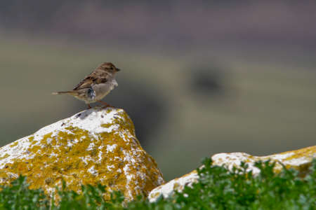 Wild birds in their environment and in the wild.の写真素材