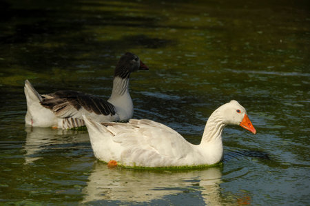 Birds in freedom and in their environment of Uruguay.