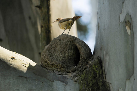 Birds in freedom and in their environment of Uruguay.
