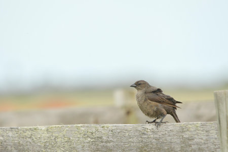 Birds in freedom and in their environment of Uruguay.の写真素材