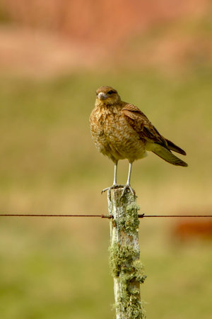 Birds in freedom and in their environment of Uruguay.