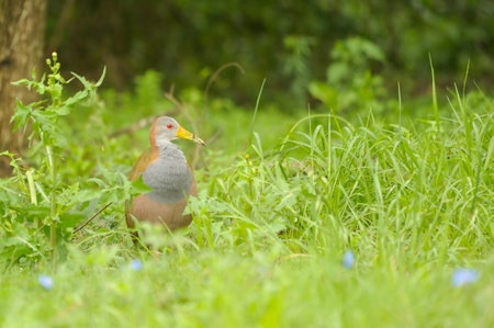 Birds in freedom and in their environment of Uruguay.