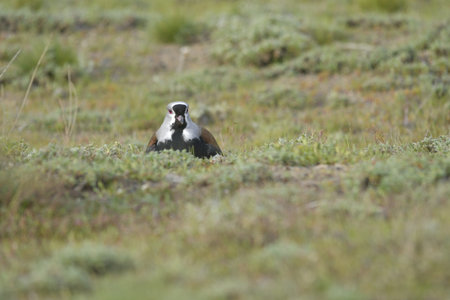 Birds in freedom and in their environment of Uruguay.